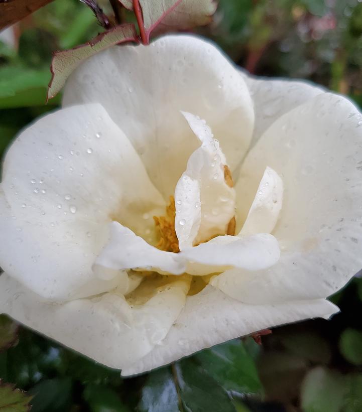 Rosa White Knock Out®