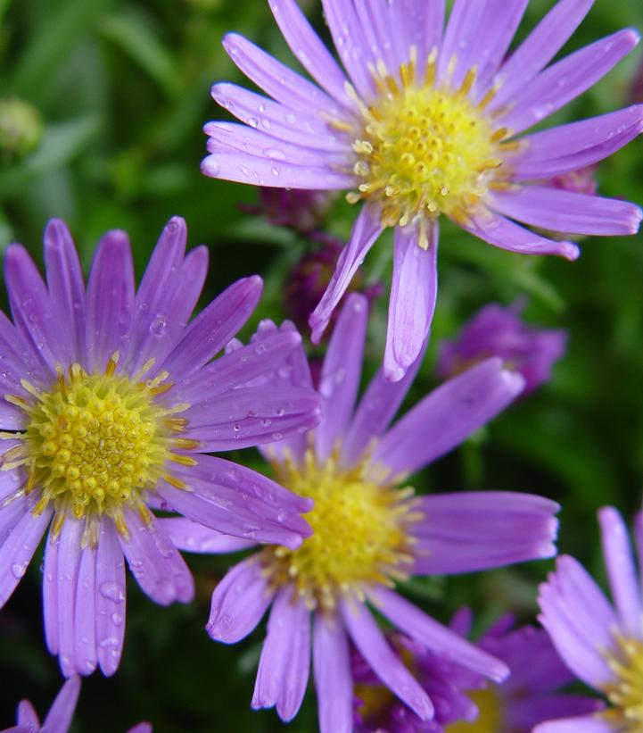 Aster 'Wood's Blue'