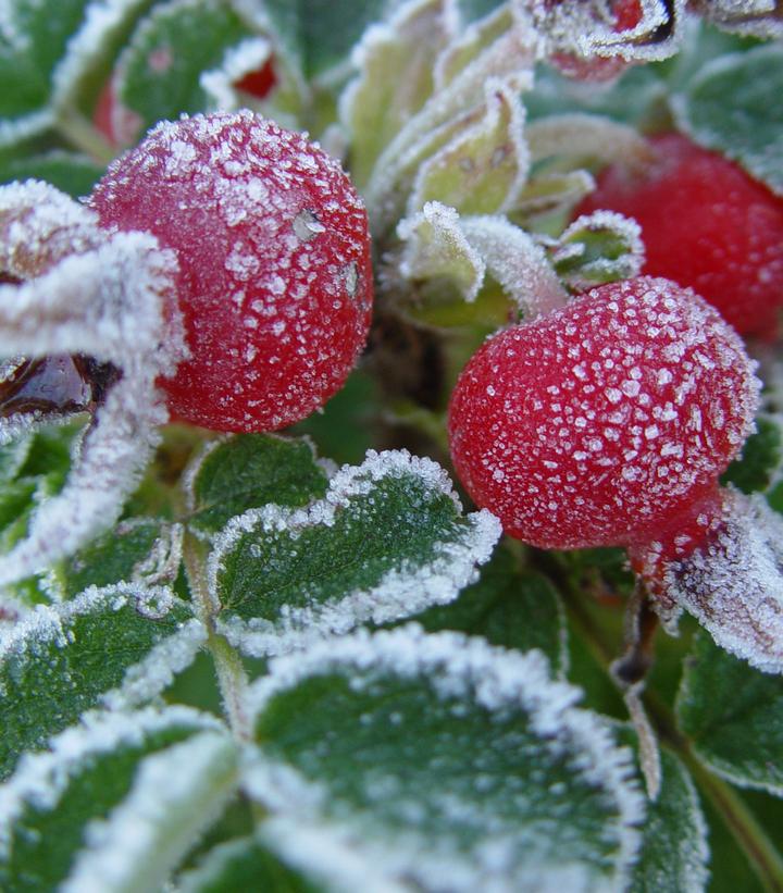 Rosa rugosa 