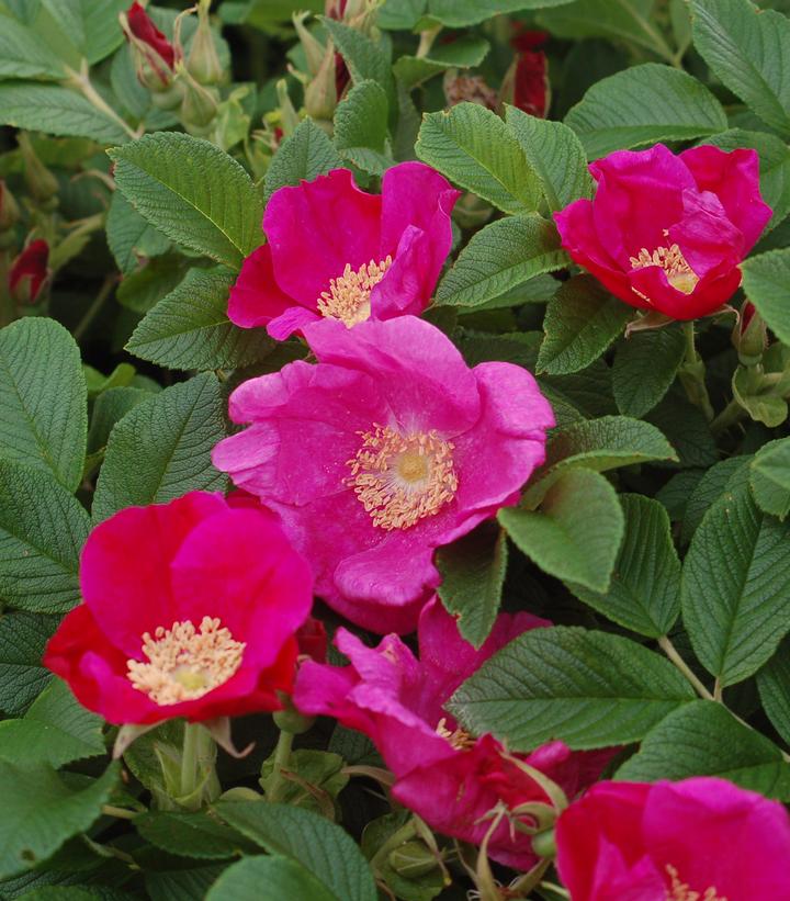 Rosa rugosa 