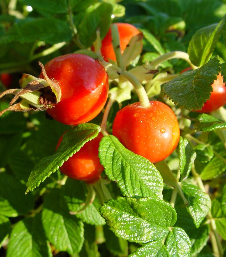 Rosa rugosa 