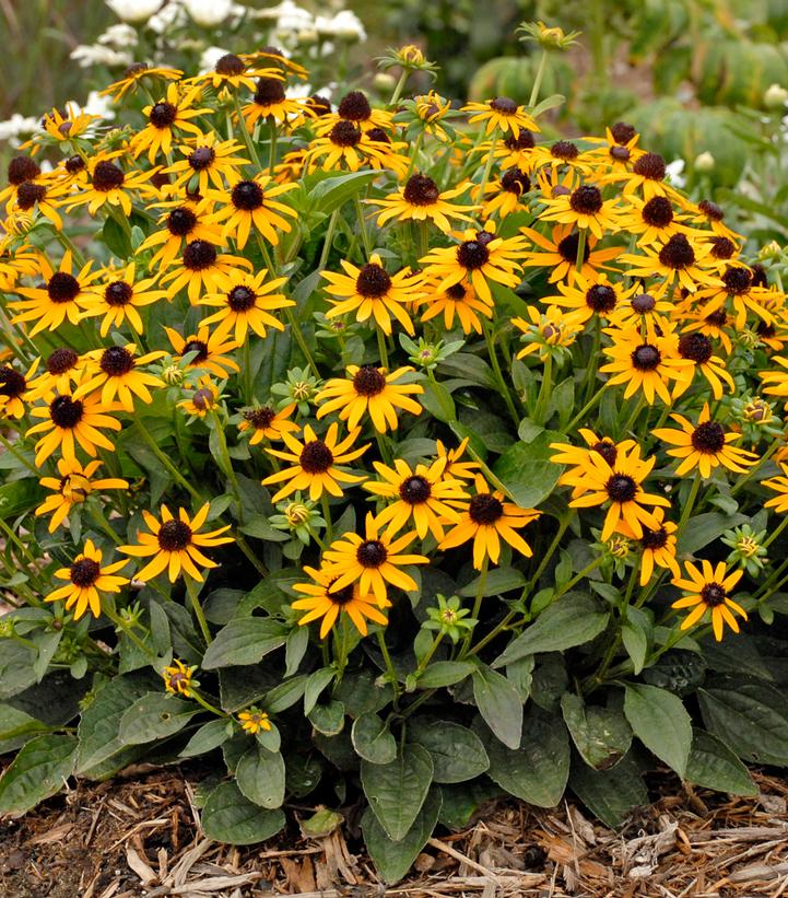 Rudbeckia fulgida var. sullivantii 'Little Goldstar'