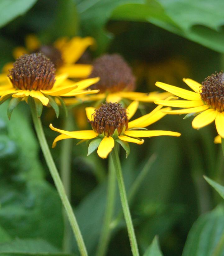 Rudbeckia fulgida var. sullivantii 'Little Goldstar'