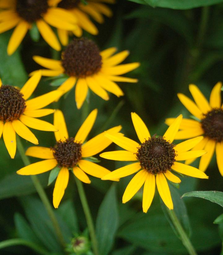 Rudbeckia fulgida var. sullivantii 'Little Goldstar'