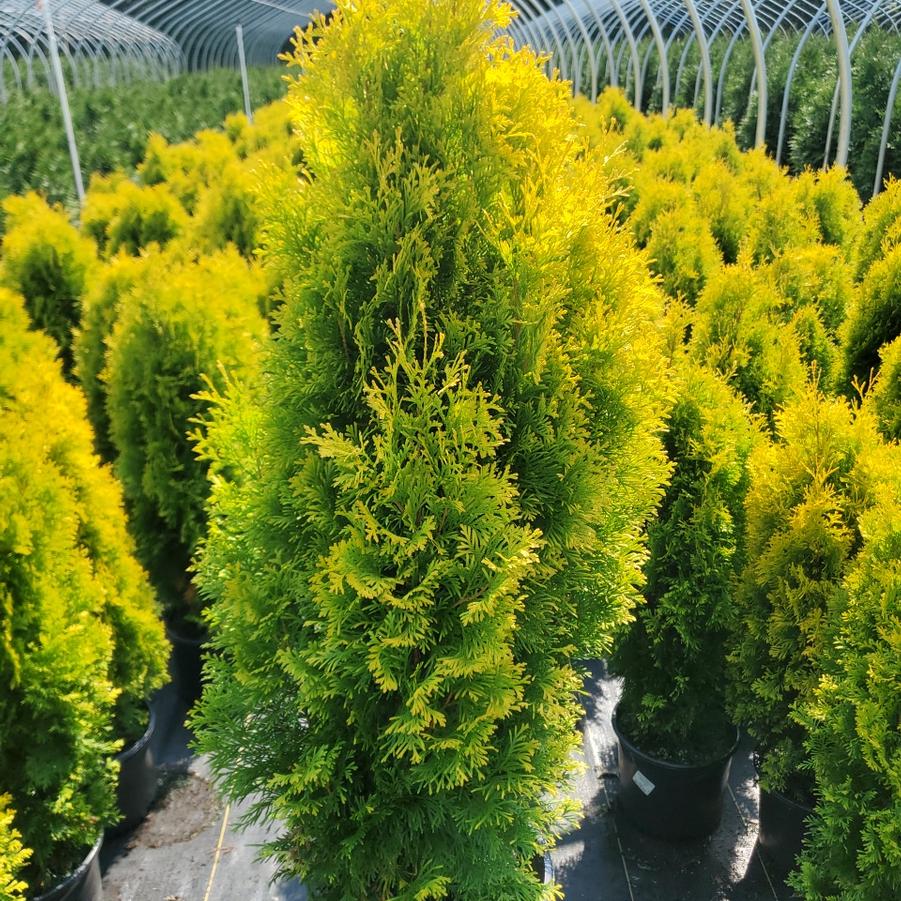 Thuja occidentalis Amber Gold