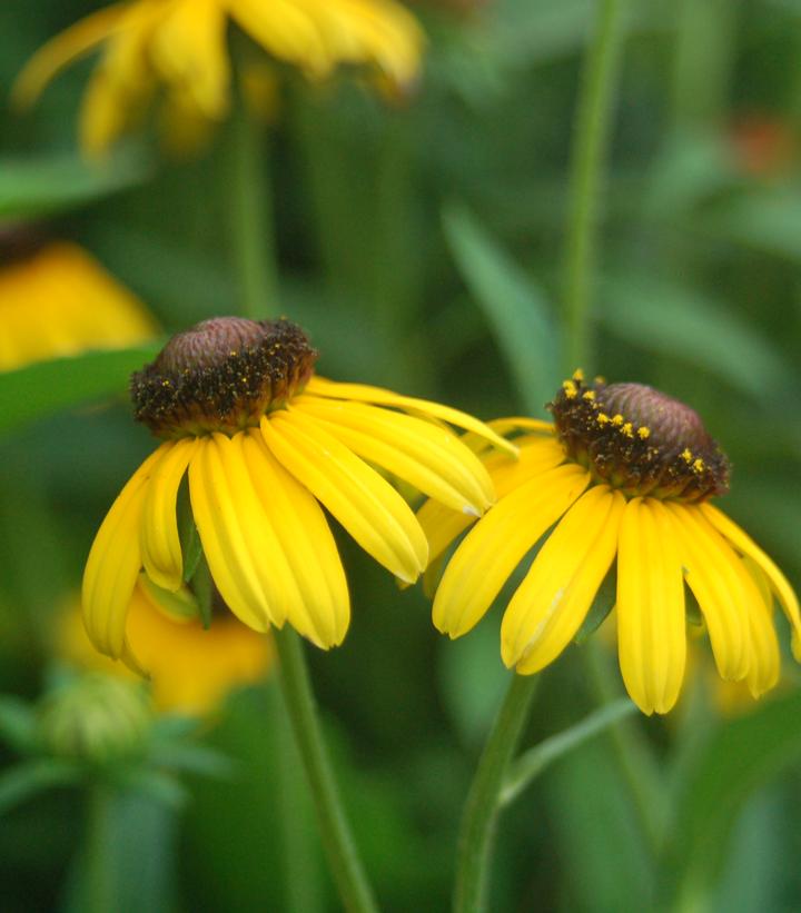 Rudbeckia s. Viettes Little Suzy