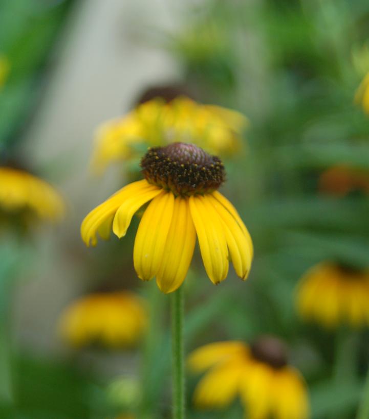 Rudbeckia s. Viettes Little Suzy