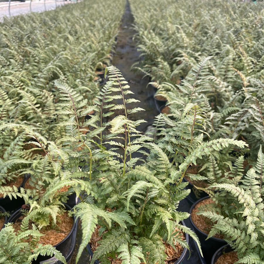 Athyrium nipponicum var. Pictum