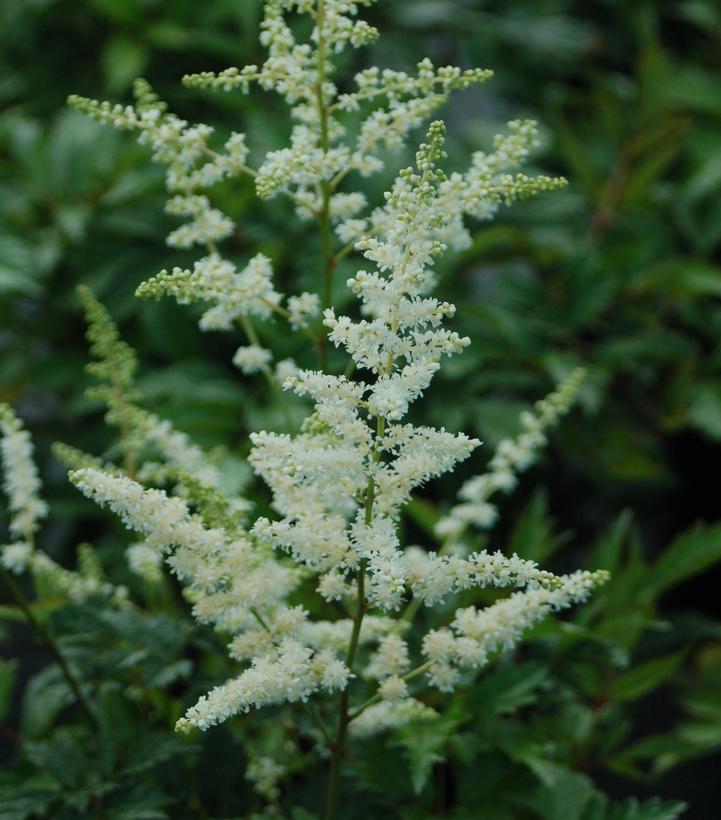 Astilbe arendsii Bridal Veil