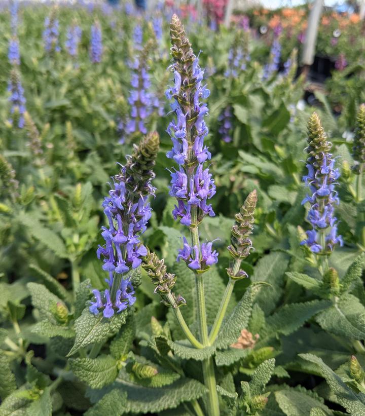 Salvia x sylvestris Blue Hill