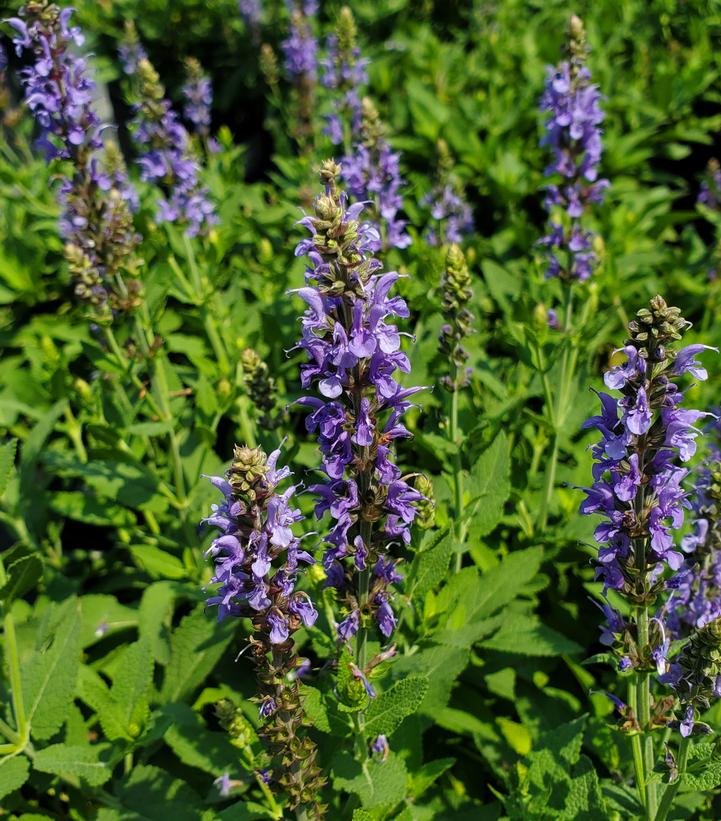 Salvia x sylvestris Blue Hill