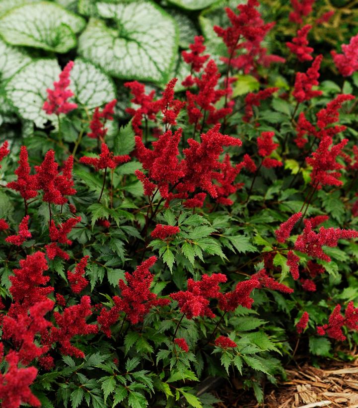 Astilbe arendsii Fanal