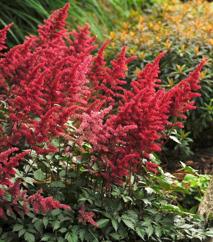 Astilbe arendsii Fanal