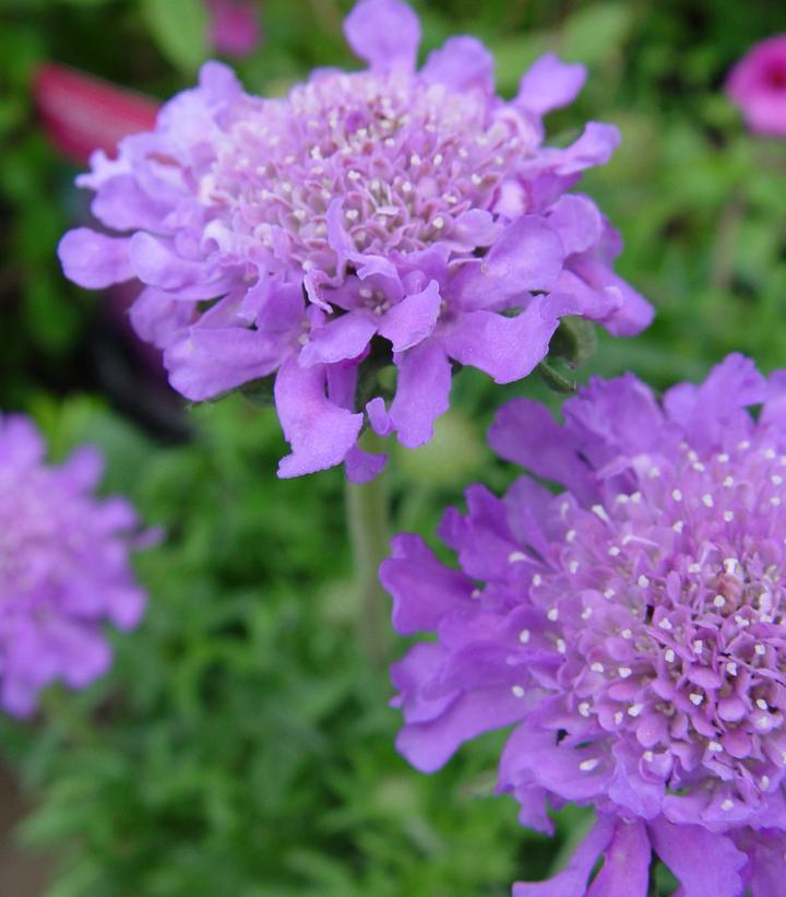 Scabiosa caucasica 'Butterfly Blue'