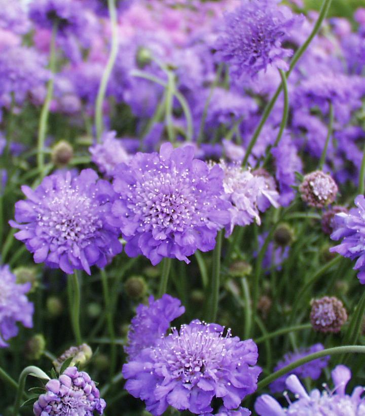 Scabiosa caucasica 'Butterfly Blue'