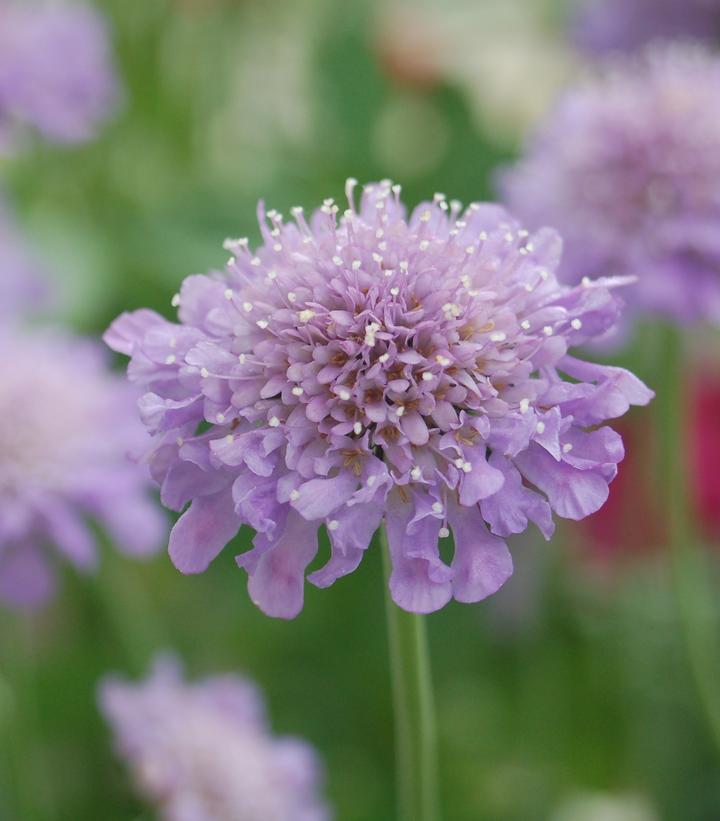 Scabiosa caucasica 'Butterfly Blue'