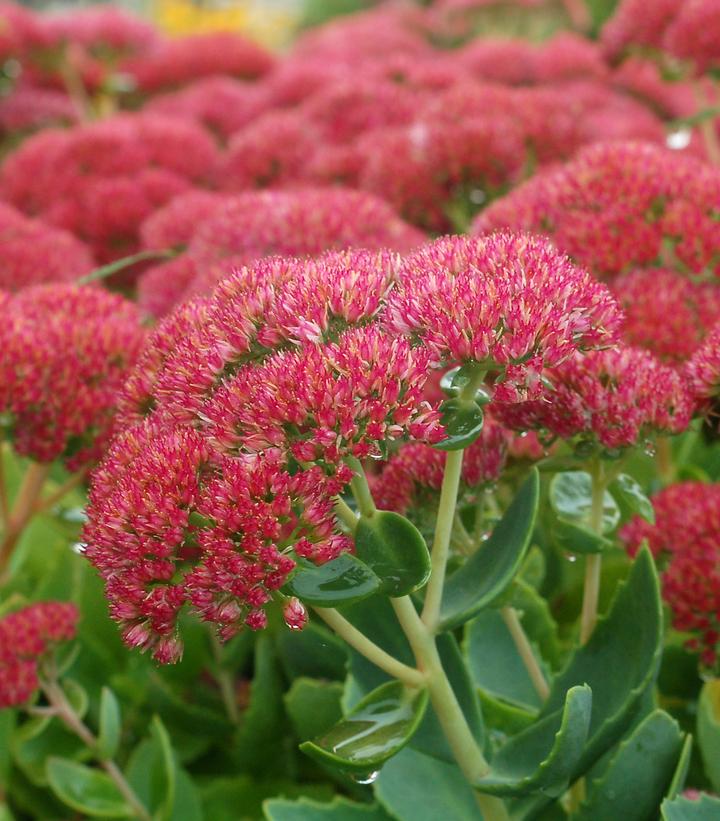 Sedum spectabilis 'Autumn Joy'