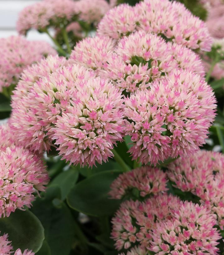 Sedum spectabilis 'Autumn Joy'