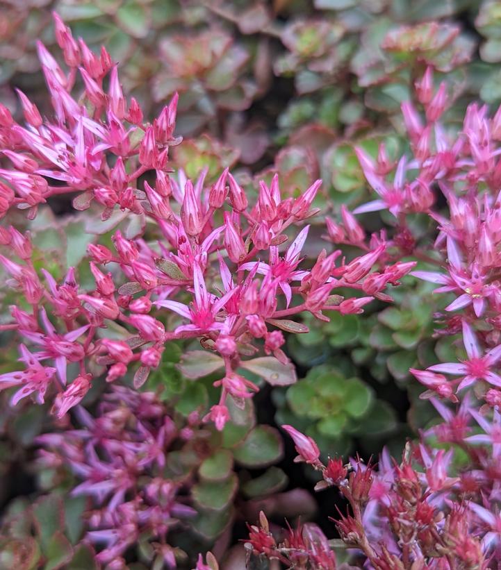 Sedum spurium Fuldaglow