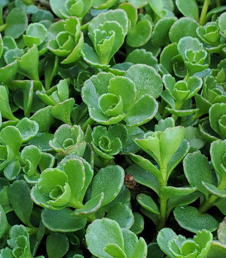 Sedum spurium John Creech