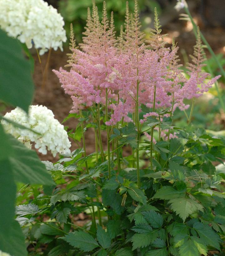 Astilbe chinensis Visions in Pink