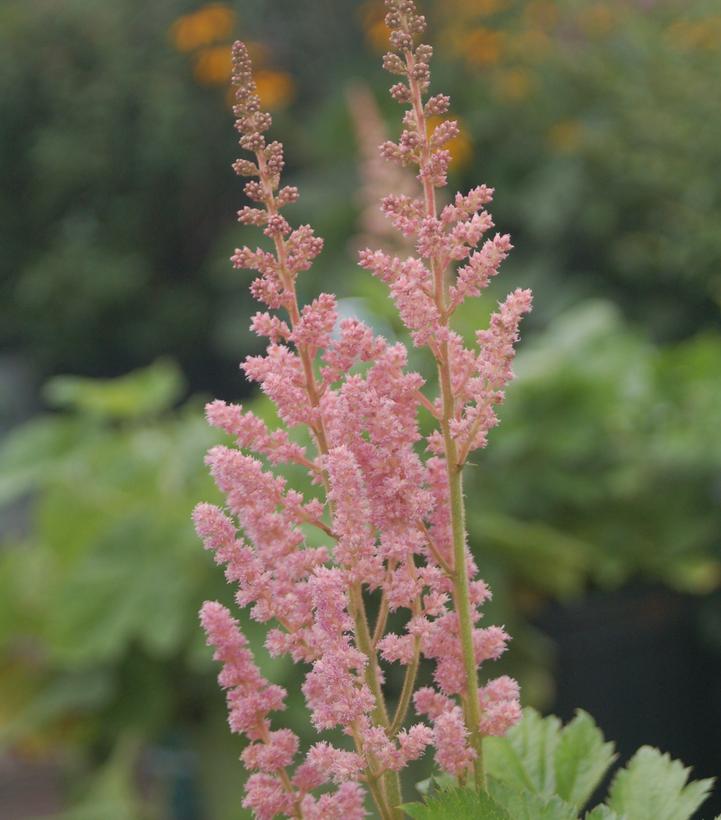 Astilbe chinensis Visions in Pink