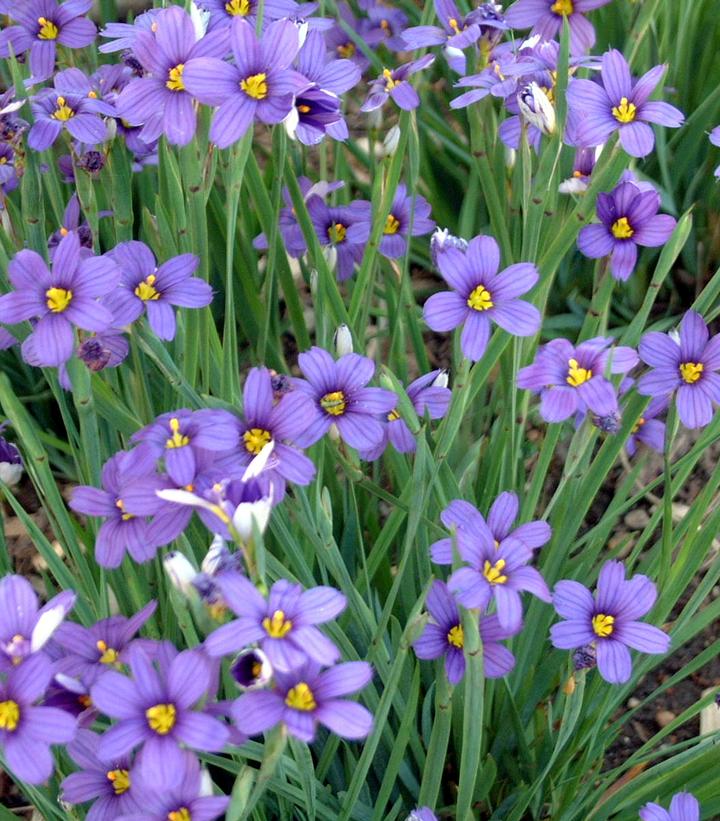 Sisyrinchium angust. 'Lucerne'