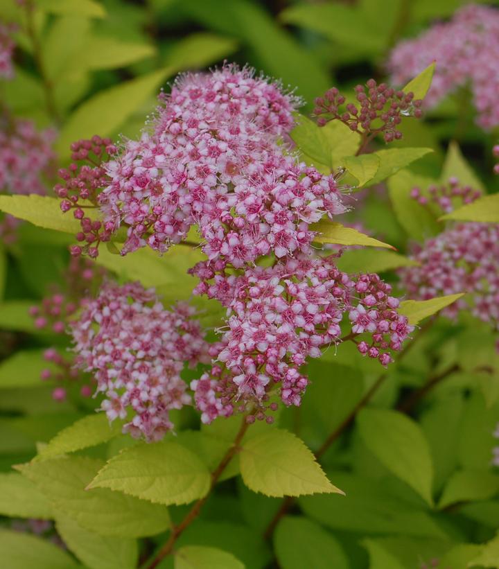 Spiraea bumalda Goldmound