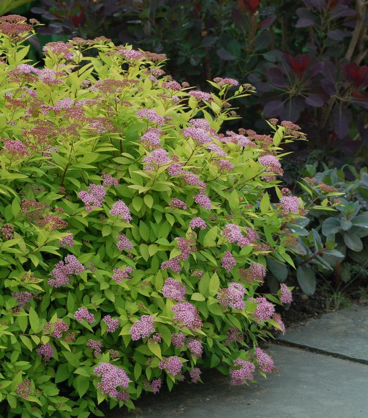 Spiraea bumalda Goldmound