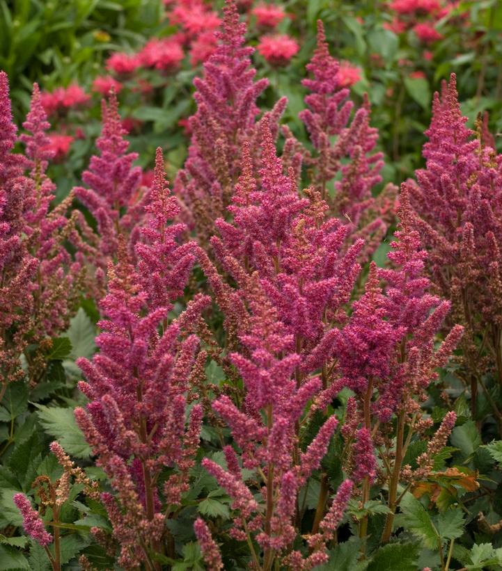 Astilbe chinensis Visions in Red