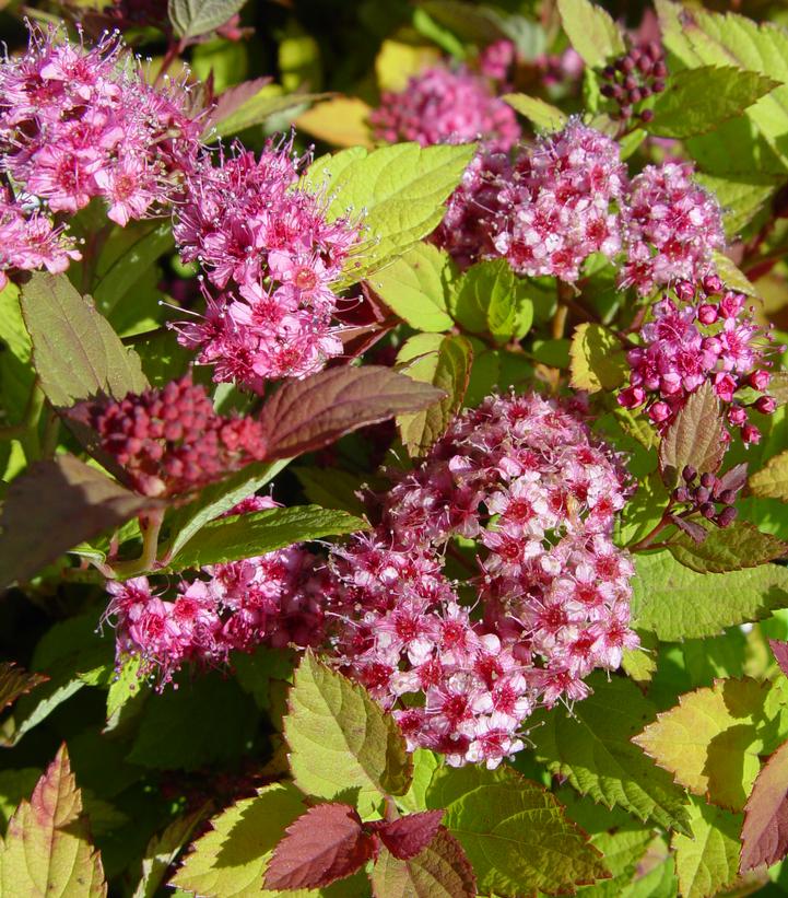 Spiraea jap. Magic Carpet