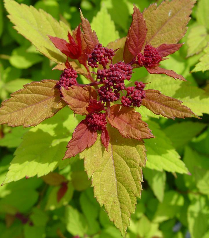 Spiraea jap. Magic Carpet