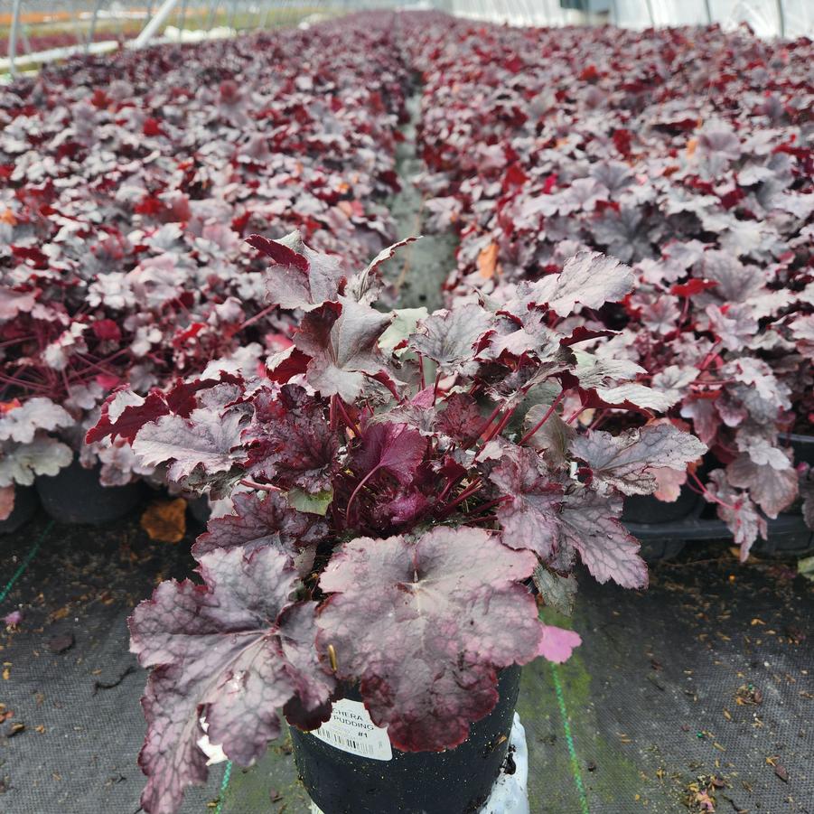 Heuchera 'Plum Pudding'