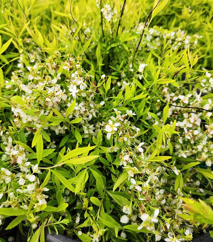 Spiraea thun. Ogon (Mellow Yellow)