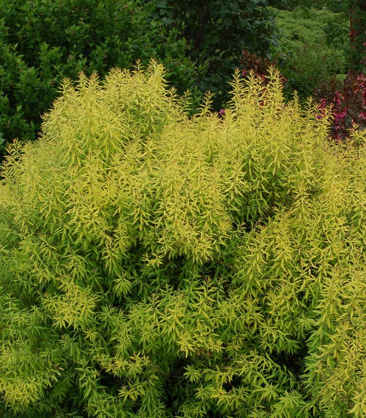 Spiraea thun. Ogon (Mellow Yellow)