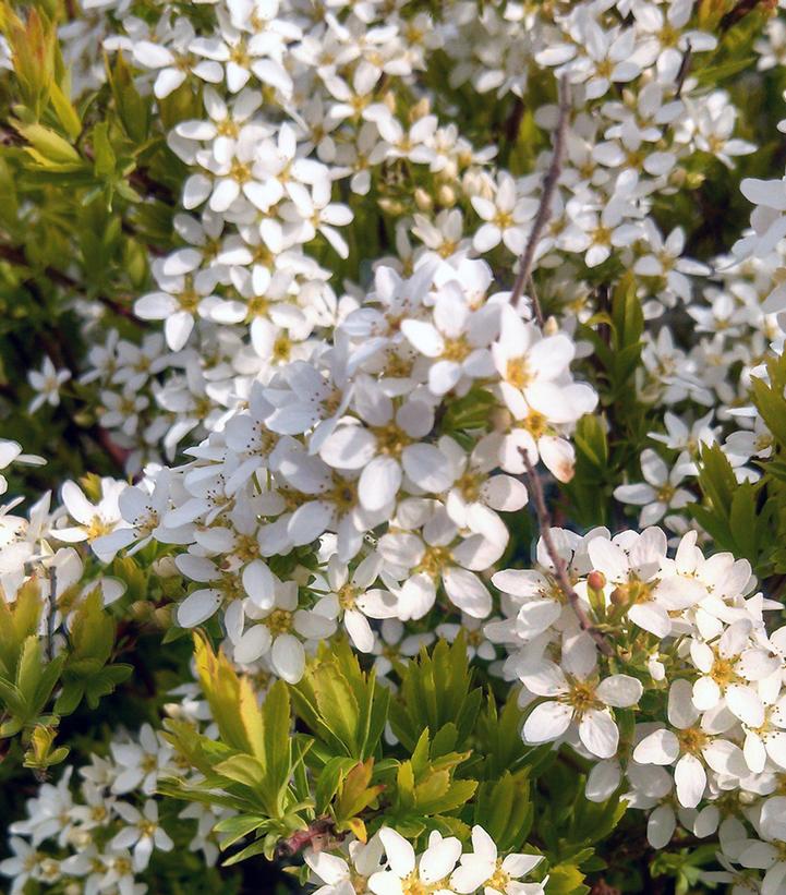 Spiraea thun. Ogon (Mellow Yellow)