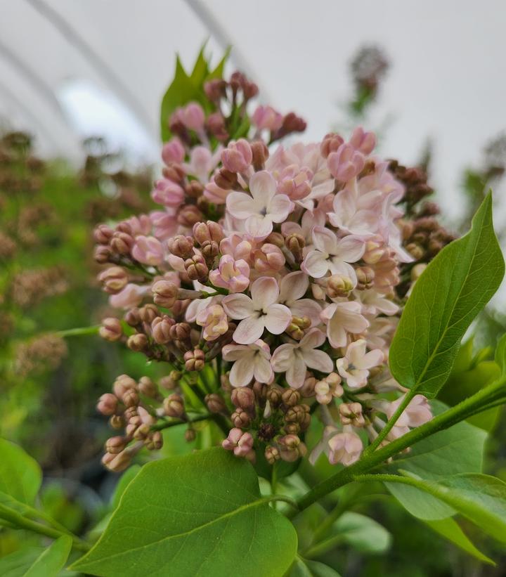 Syringa X hyacinthiflora Maidens Blush