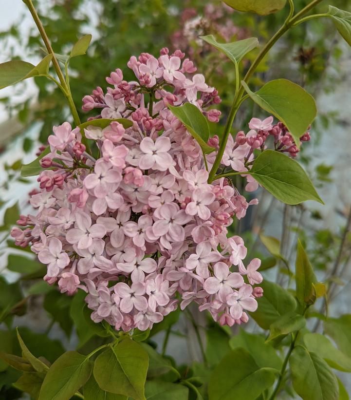 Syringa X hyacinthiflora Maidens Blush