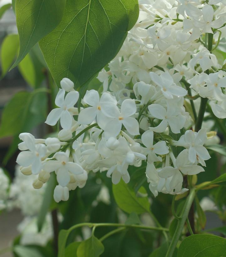 Syringa X hyacinthiflora Mount Baker