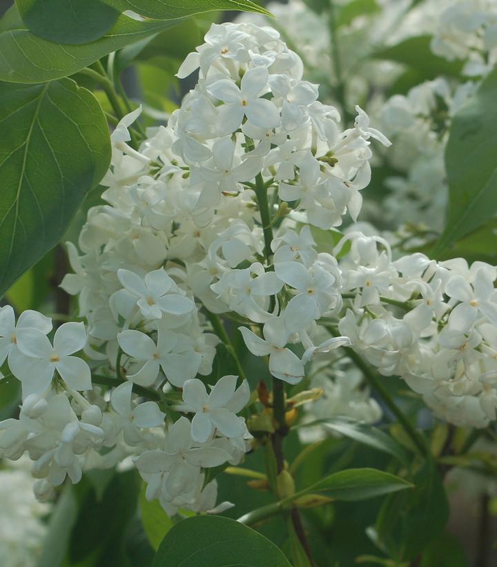 Syringa X hyacinthiflora Mount Baker