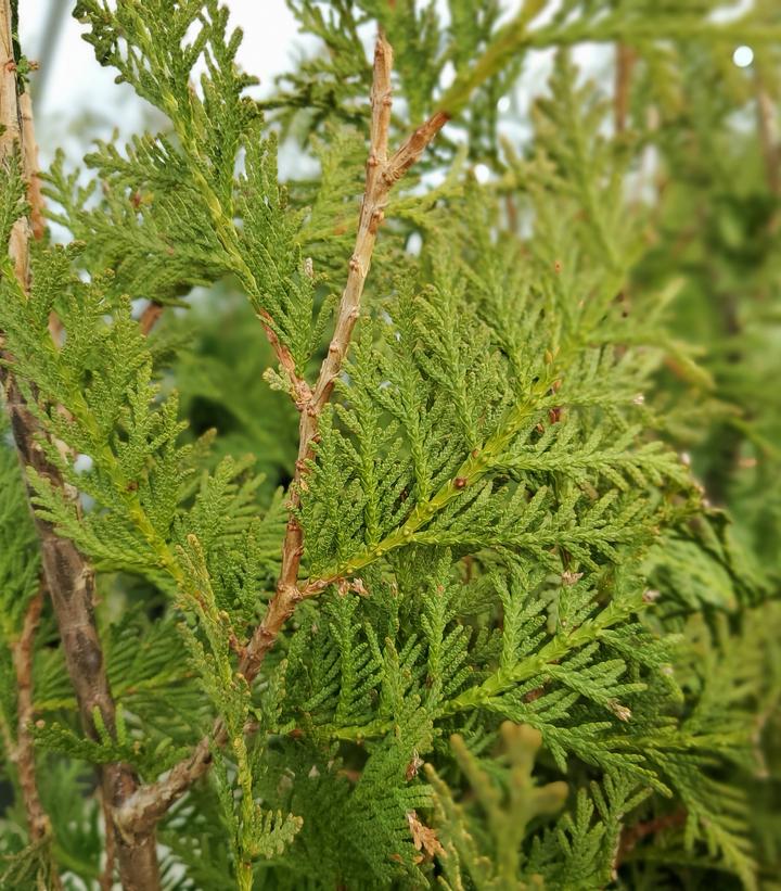 Thuja occidentalis Nigra