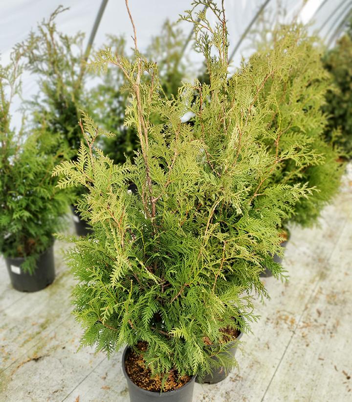 Thuja occidentalis Nigra