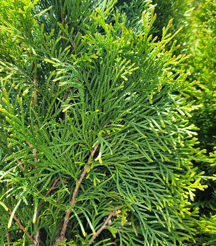 Thuja occidentalis 'Smaragd'