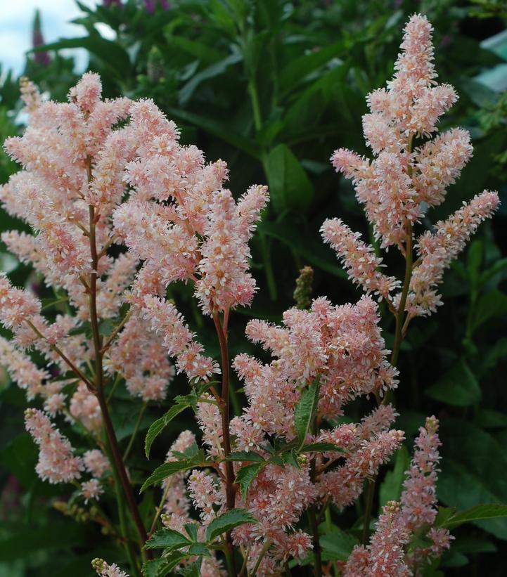 Astilbe Peach Blossom