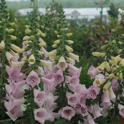 Digitalis purpurea Camelot Lavender