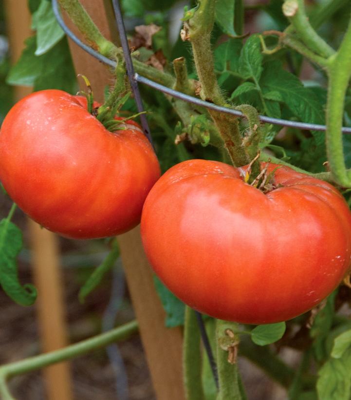 Tomato Mortgage Lifter