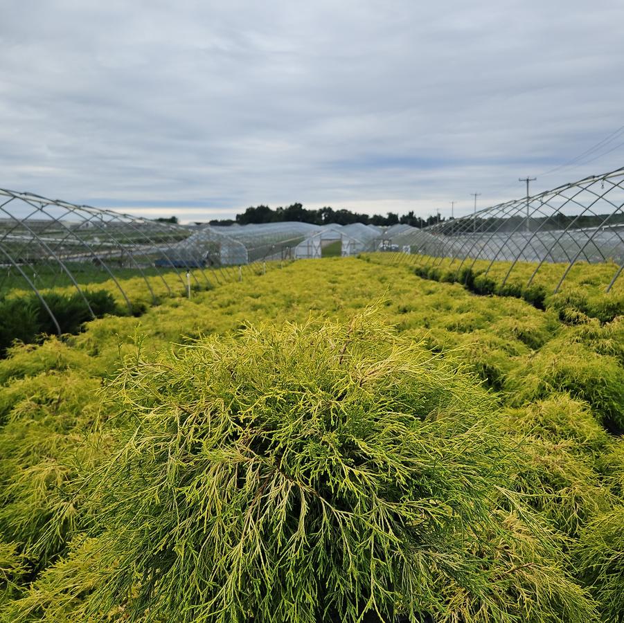 Chamaecyparis pisifera 'Filifera Aurea'