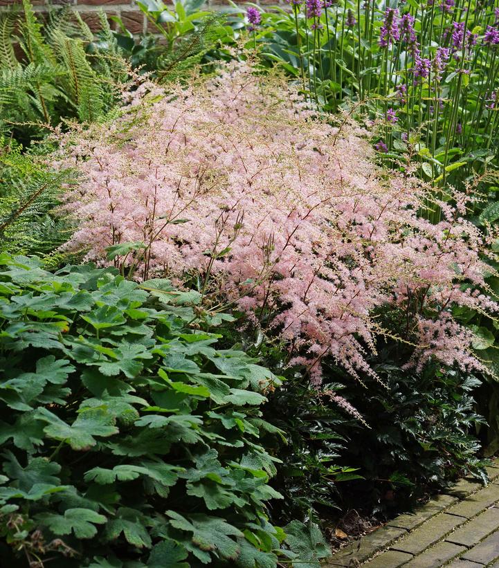 Astilbe simplicifolia 'Hennie Graafland'