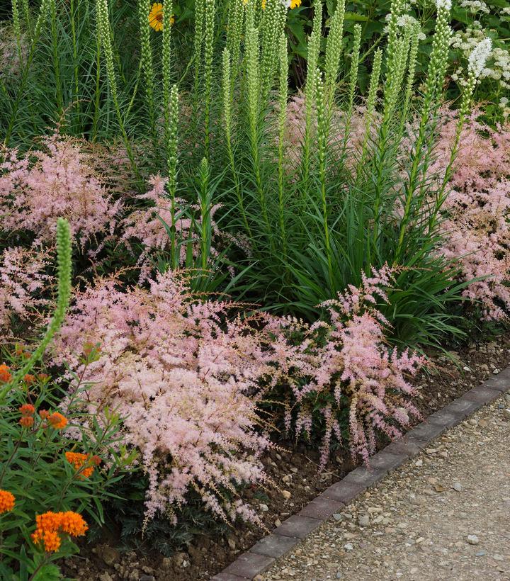 Astilbe simplicifolia 'Hennie Graafland'