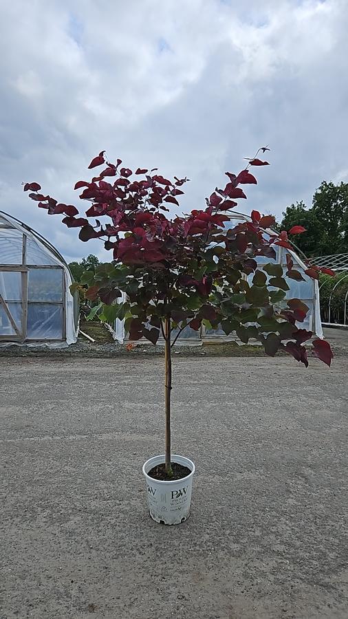 Cercis canadensis Midnight Express®